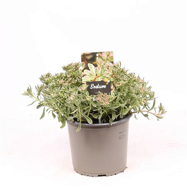 Sedum Tricolor
