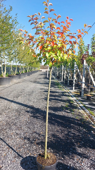 Яблоня декоративная Эверест штамб