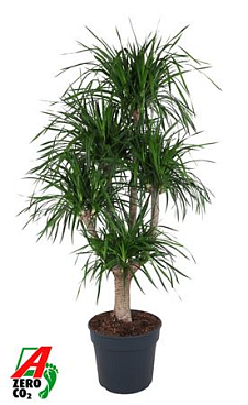 Dracaena Angustifolia Vertakt P40