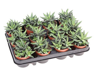 Haworthia Enon
