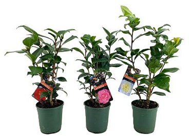 Camellia Japonica Mix 5+