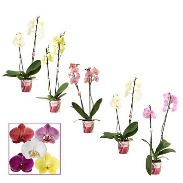 Phal 2st Mix 12+ Scenza