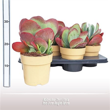 Kalanchoe Thyrsiflora.
