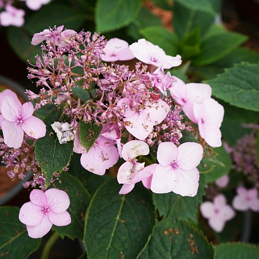 Гортензия пильчатая Меджик Пиллоу