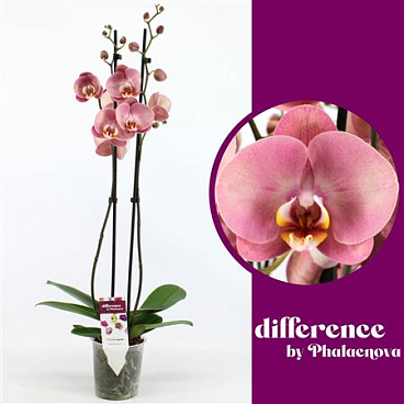Phal 2st Astrid 18+ (phalaenova)