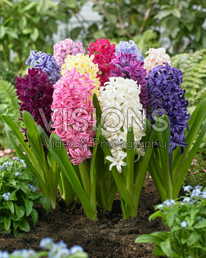 Гиацинт микс | Оптовая цветочная компания «Флора Групп» Гиацинт микс