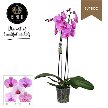 Phal 2st Surtido 18+ (bonito)