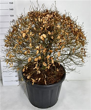 Fagus Syl Atropunicea