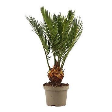 Cycas Revoluta 3+
