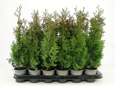 Thuja Occ Degroot Spire