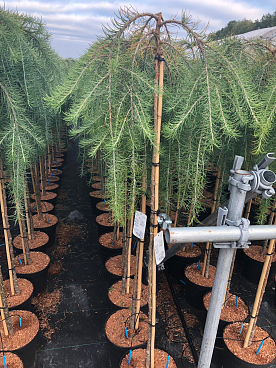 Лиственница кемпфера Стиф Випер штамб 120