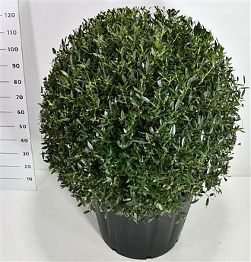 Phillyrea Angustifolia