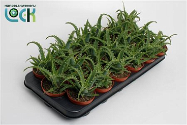 Aloe Arborencis