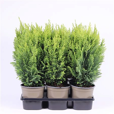 Chamaecyparis Lawsoniana Ellwood's Empire