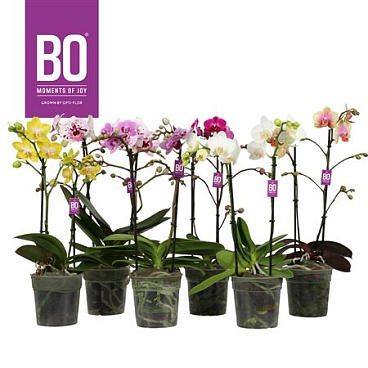 Phal 2st Harlekijn Geel (opti)