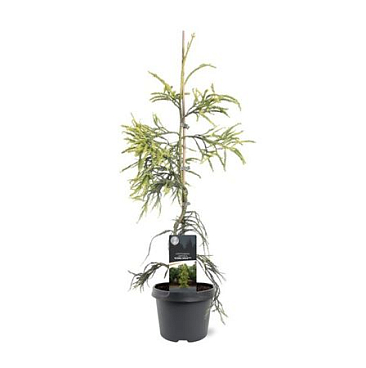 Cryptomeria Jap Kyara Gold