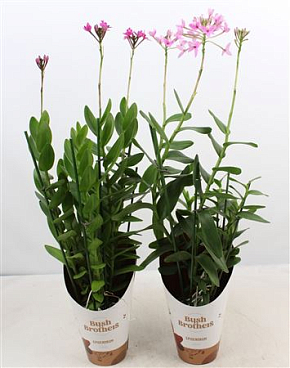 Epidendrum 3st Mix