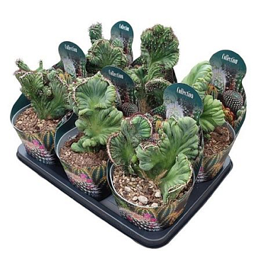 Cereus Peruvianus Mostruso Coral Crestato Potcover