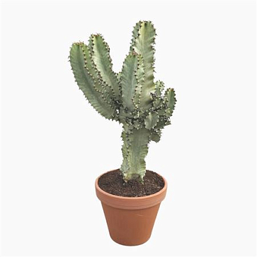 Euphorbia Marmorata