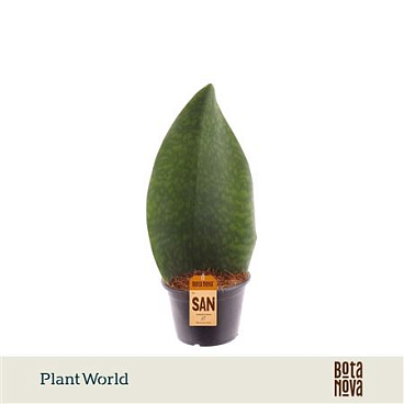 Sansevieria 'masoniana' Whale Fin