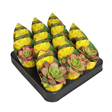 Aeonium Decorum Tricolor Potcover