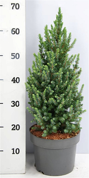 Ель канадская Сандерс Блю