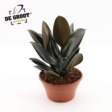 Ficus El Abidjan In Bowl