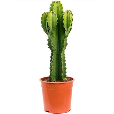 Euphorbia Ingens Marmonata