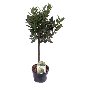 Лавр нобилис