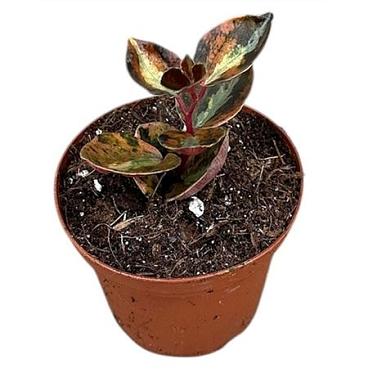 Peperomia Creme Brulee