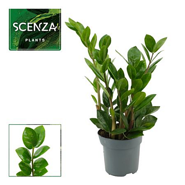 Zamioculcas Lima 3+ Scenza