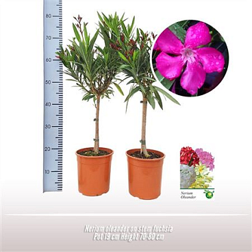 Nerium Oleander Yellow On Stem