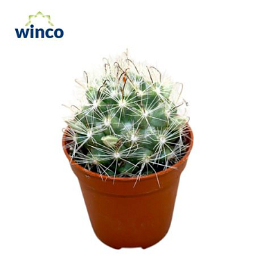 Mammillaria Insularis