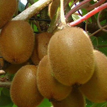 Актинидия острая Монти в тубе