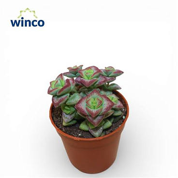 Crassula Perforata Hoshiotome Rubra