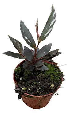 Begonia Jalau Type 2