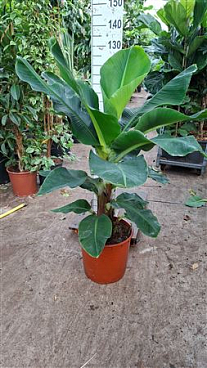 Musa Tropicana Xl