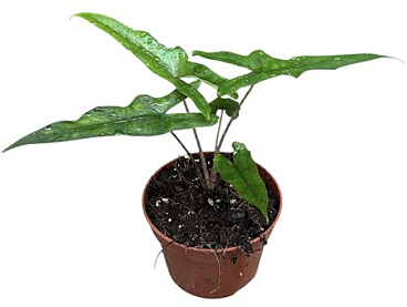 Alocasia Sabrina
