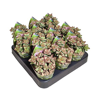 Crassula Brevifolia Potcover