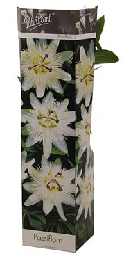 Passiflora Constance Elliot