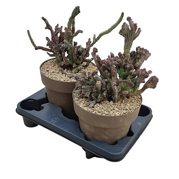 Monvillea Spegazzinii Mostruosa Crestata