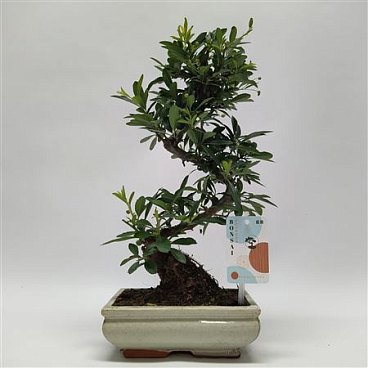 Pyracantha S-shape Bonsai