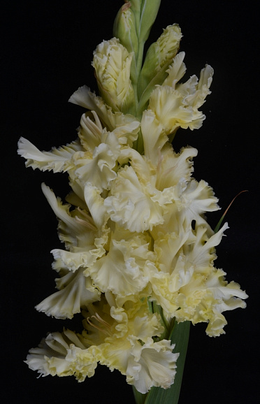 Гладиолус крупноцветковый Белый И Пушистый