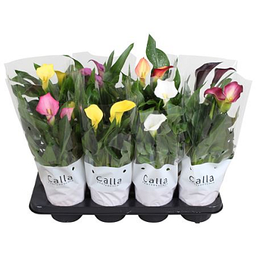 Zantedeschia Mix 2+ Budget Sleeve