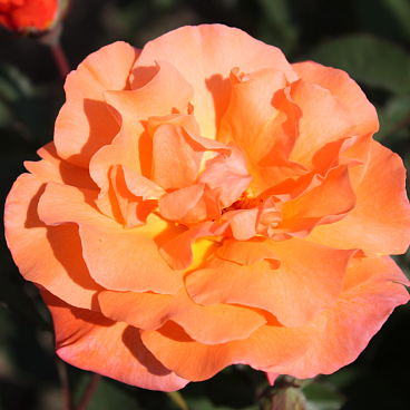 Роза плетистая Метанойя