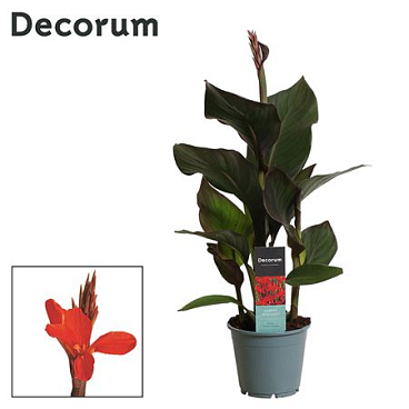 Canna Atlantic Beauty (decorum)