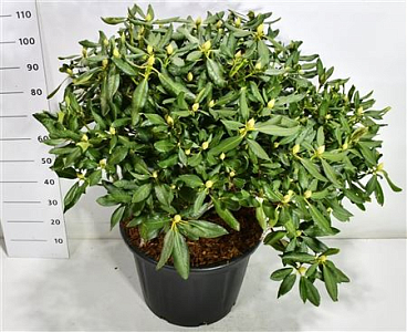 Rhododendron Nova Zembla