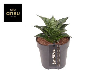 Sansevieria Star Mini Marble No. 1