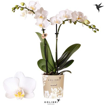 Phal 2st Finland 22+ (ok)