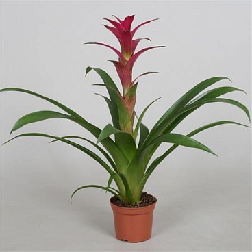 Guzmania Alerta